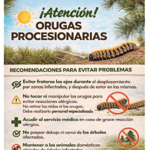 Procesionaria del pino